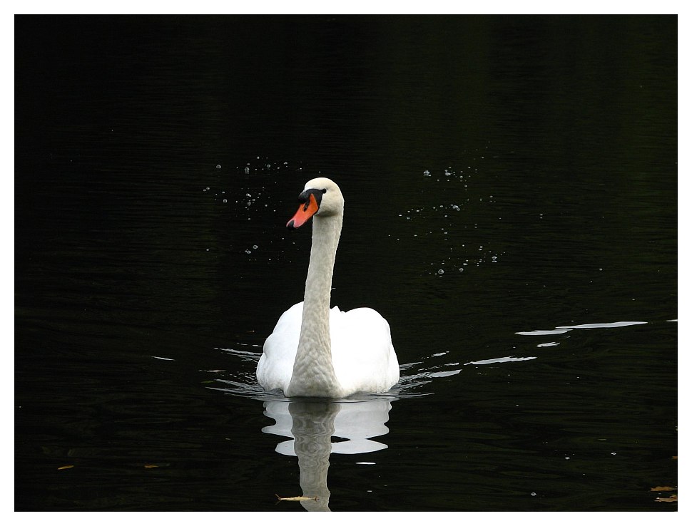 swan...