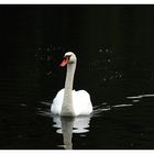 swan...