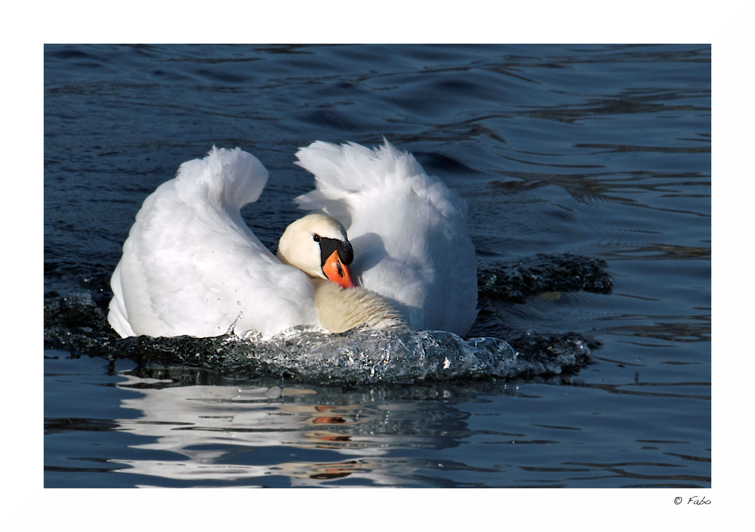 .: swan :.