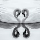 Swan