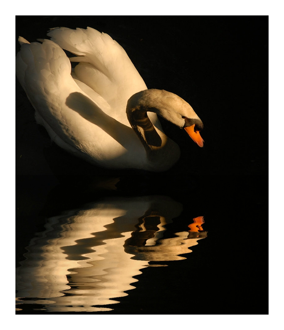 -- Swan --