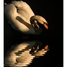 -- Swan --