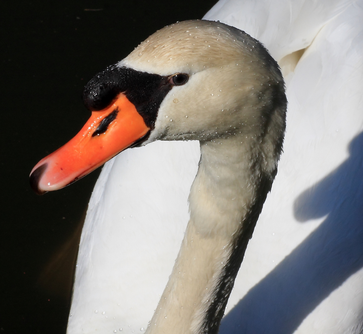 SWAN