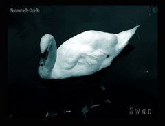 Swan ...