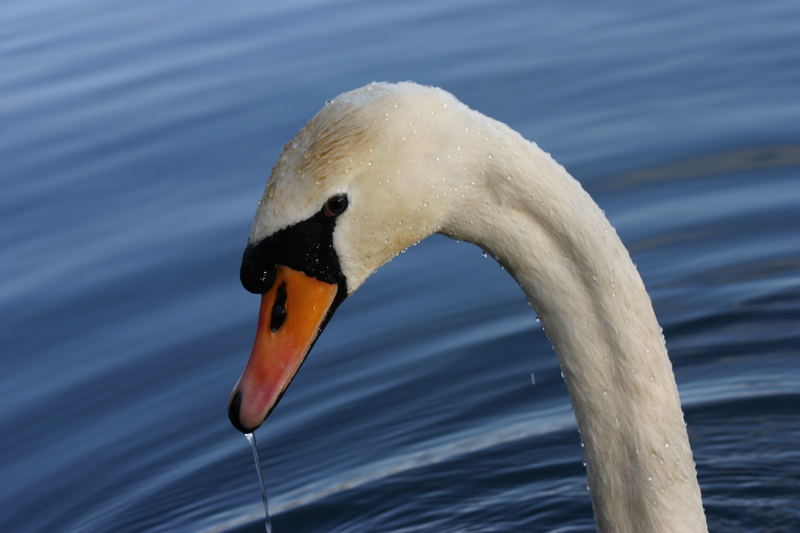 Swan