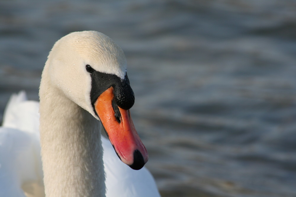 Swan