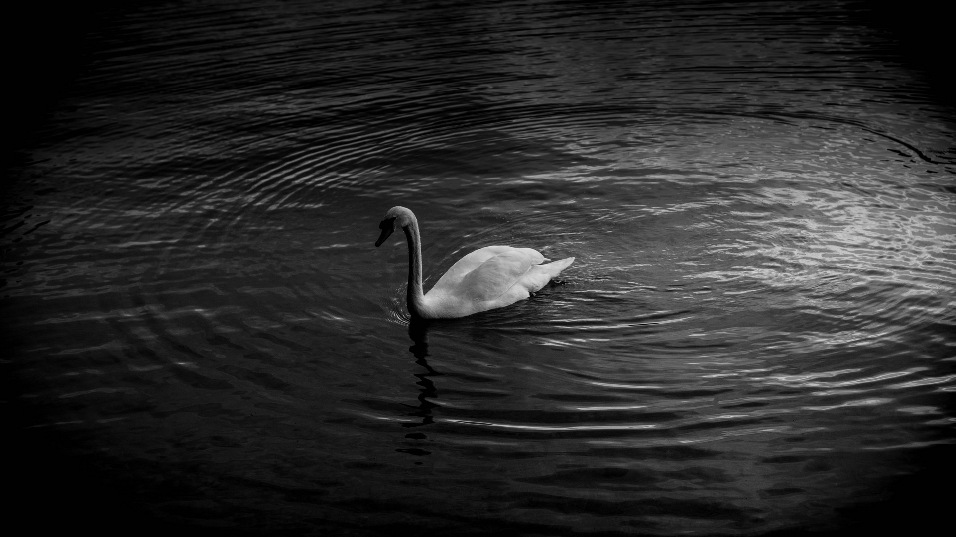 Swan