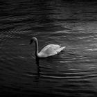 Swan