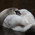 Swan