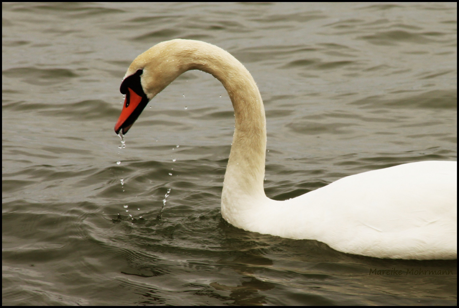 Swan &#9829;