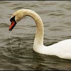 Swan &#9829;