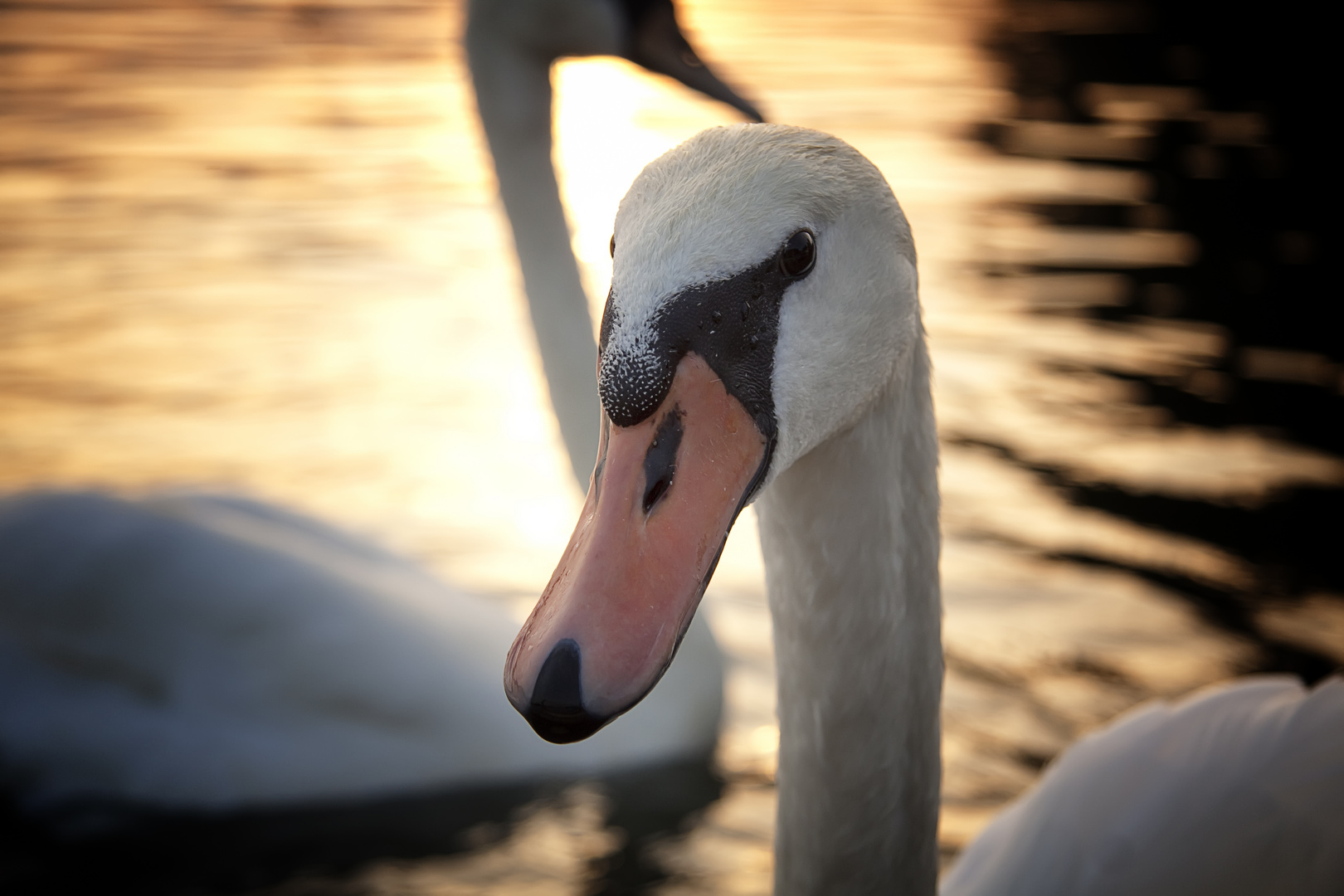 swan