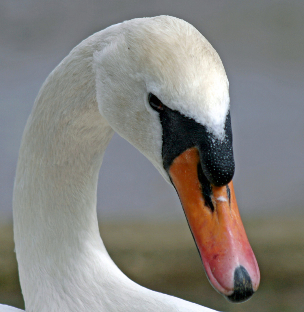 Swan