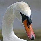 Swan