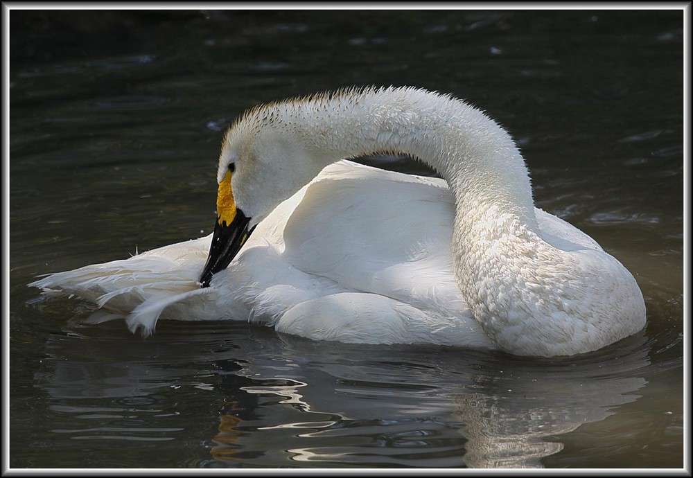 Swan