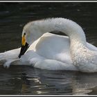 Swan