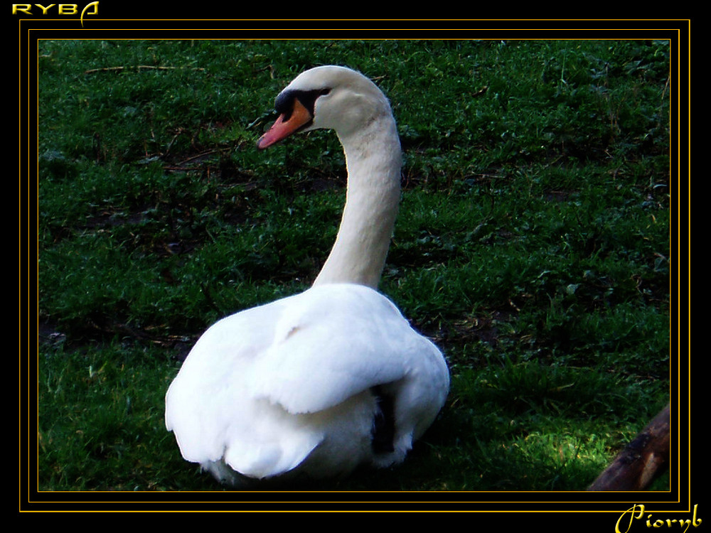 Swan