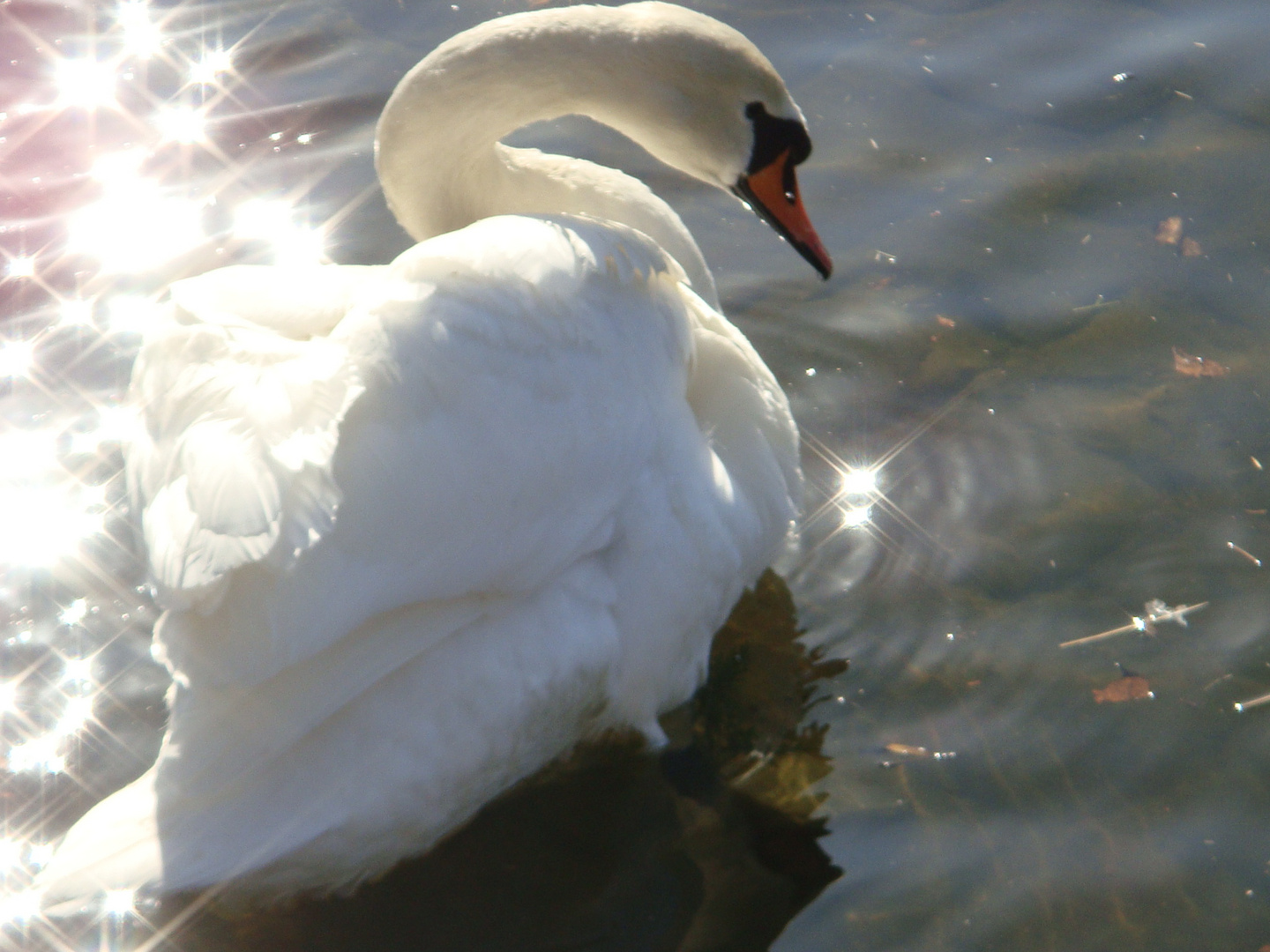 swan