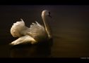 ... Swan ... by Tommy Ferrante