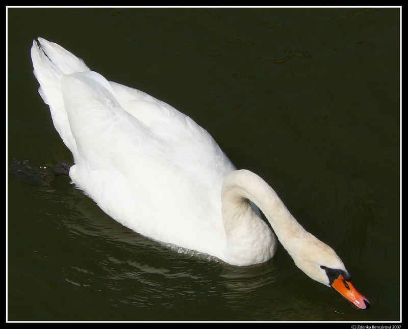 swan