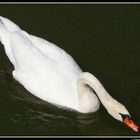 swan