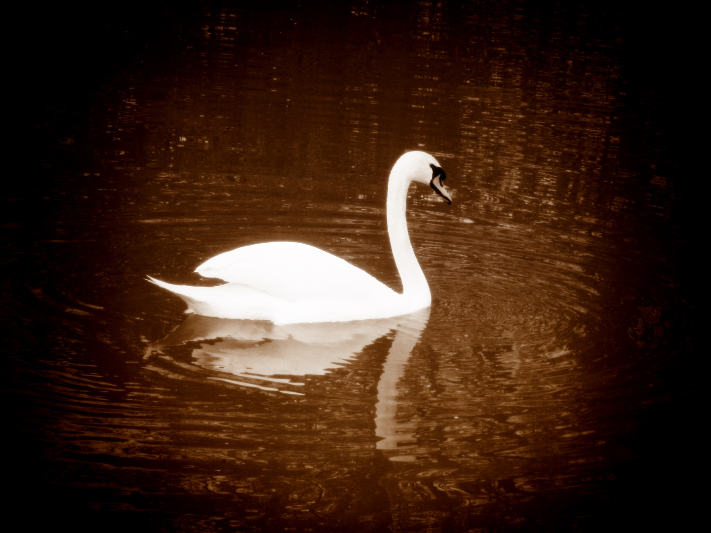 Swan