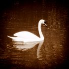 Swan