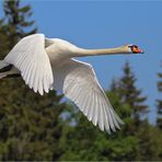 Swan Airlines