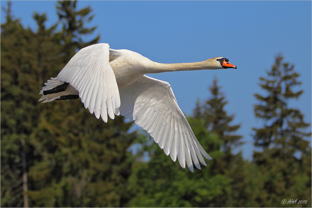 Swan Airlines