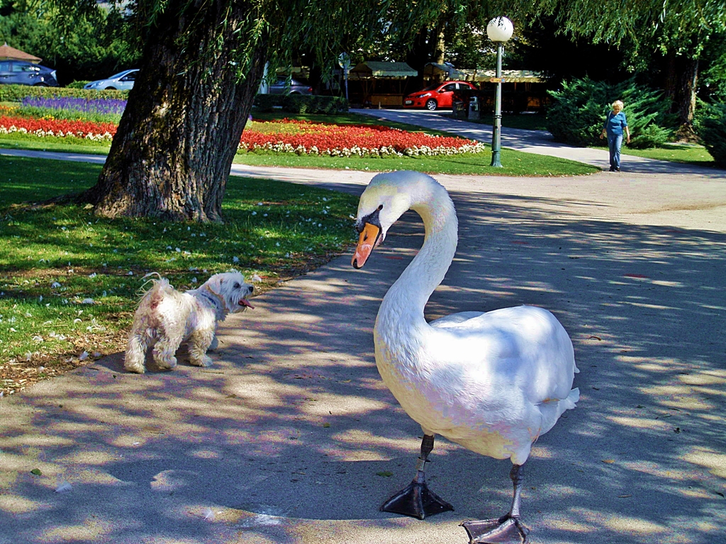 SWAN AND DOG...