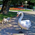 SWAN AND DOG...