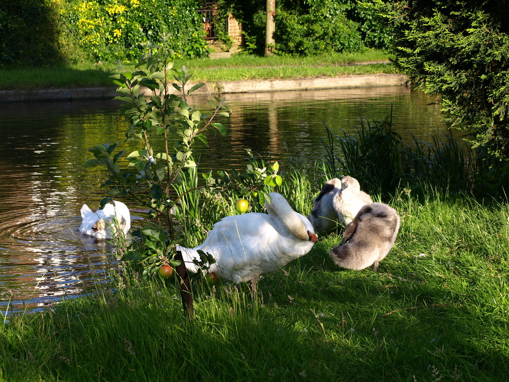 Swan and Family