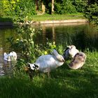 Swan and Family