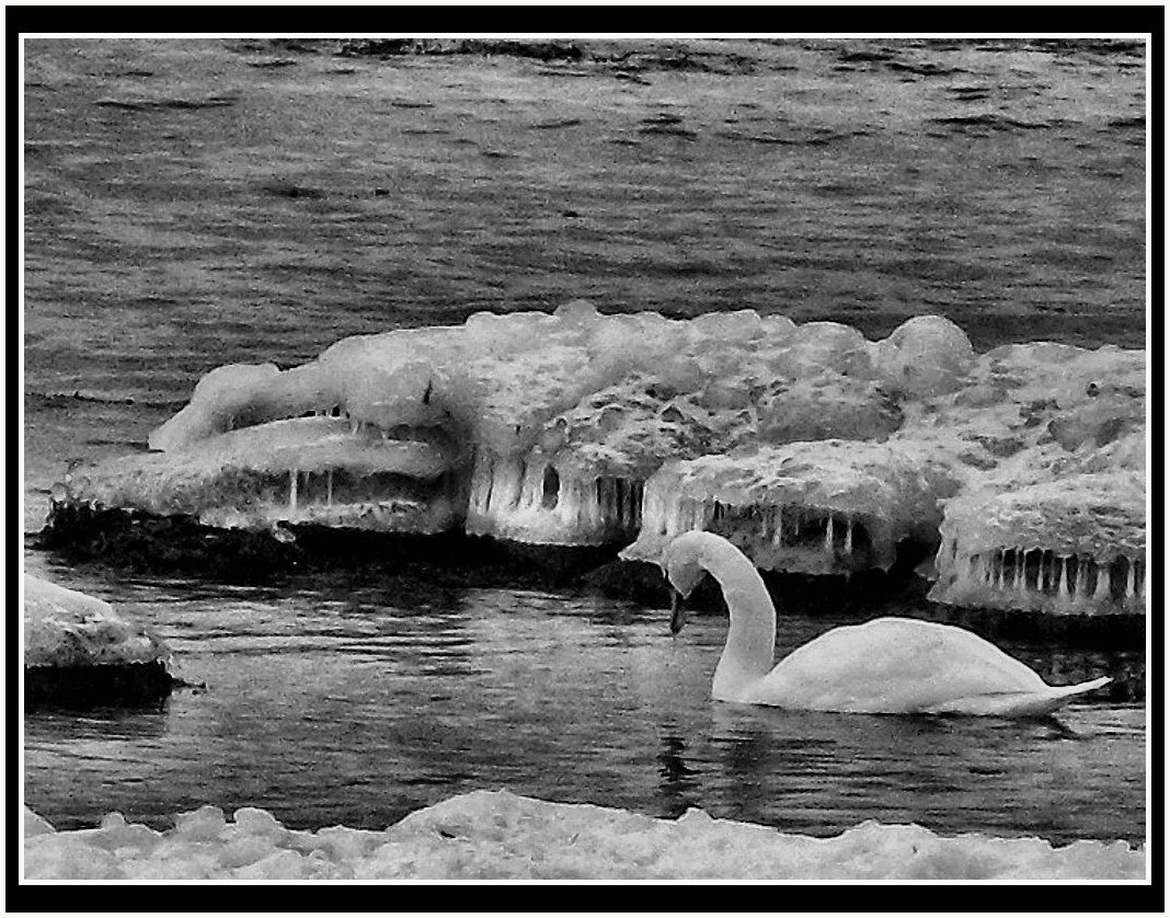 swan and frozen sea