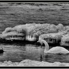 swan and frozen sea