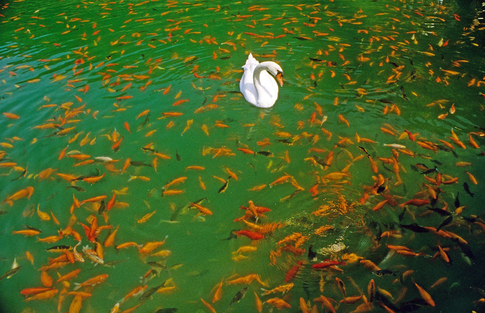 Swan and goldfishes