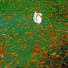 Swan and goldfishes