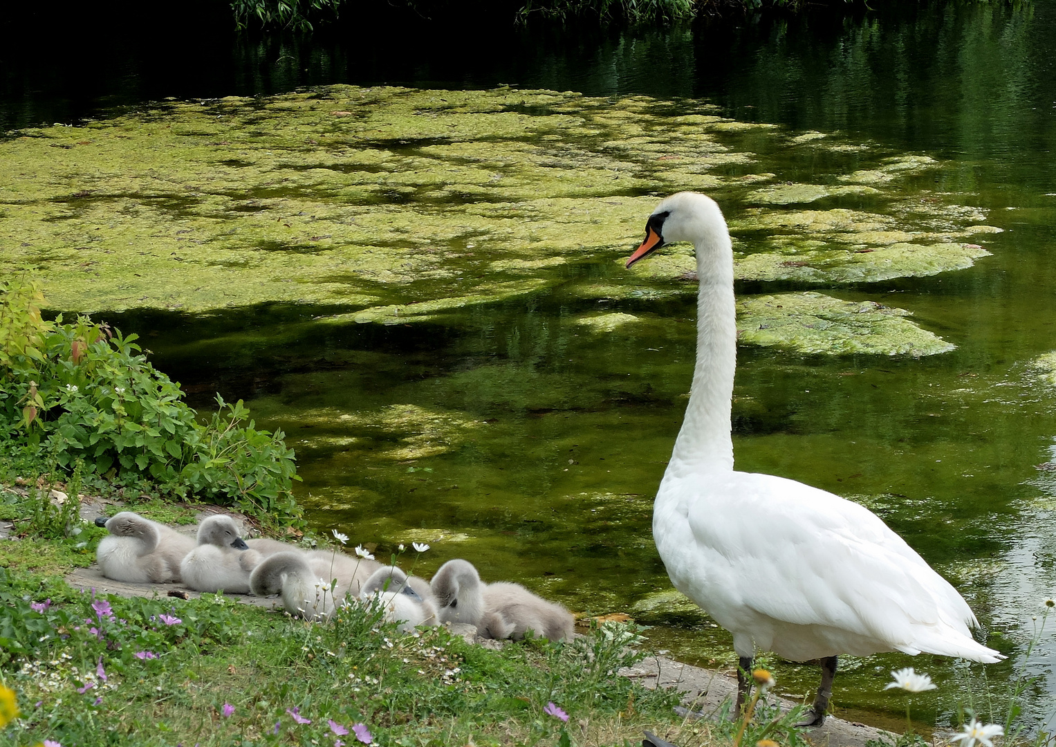 Swan and Her Signets