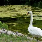 Swan and Her Signets