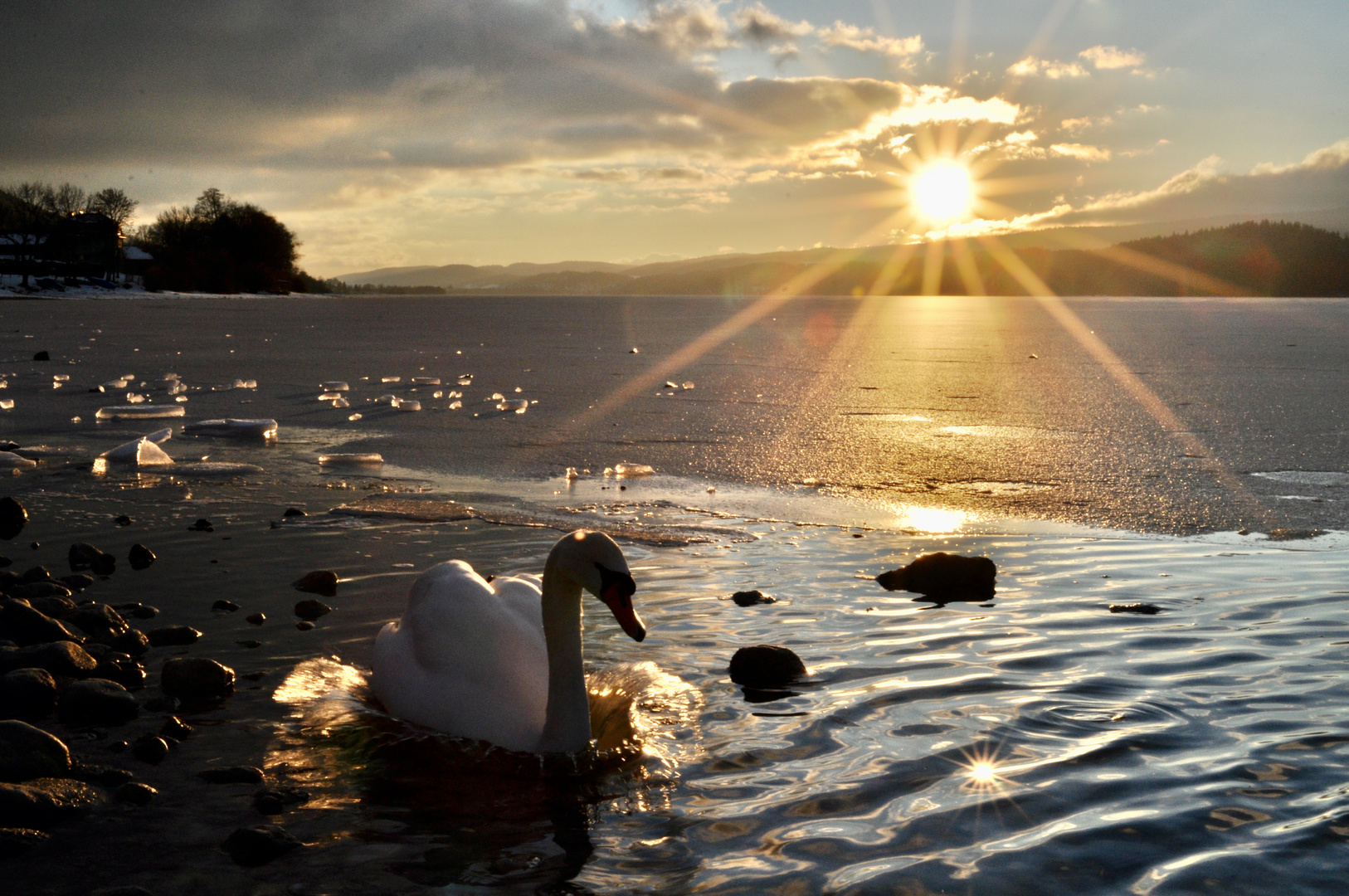 Swan and ice