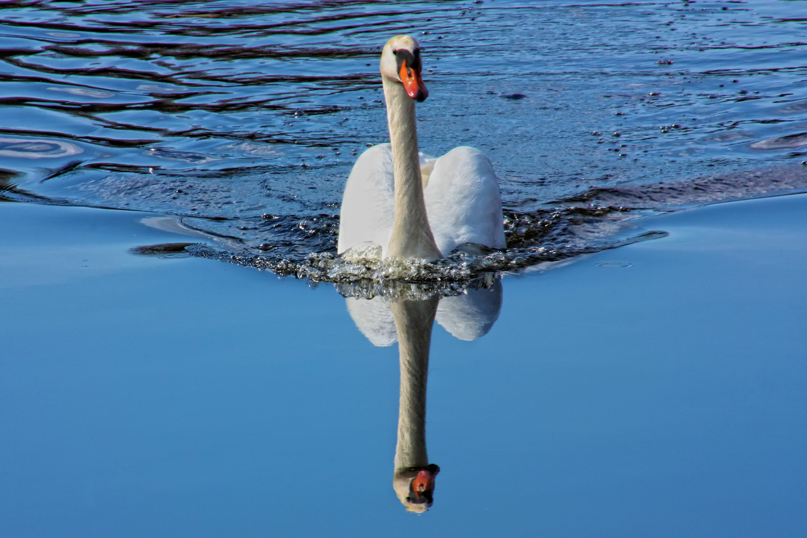 Swan And Its Reflection