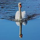 Swan And Its Reflection