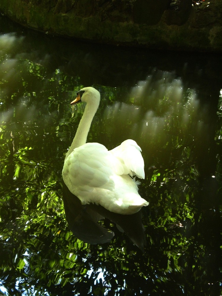 Swan and reflection