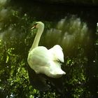 Swan and reflection