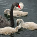 Swan and Signets