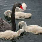 Swan and Signets