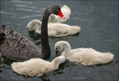 Swan and Signets
