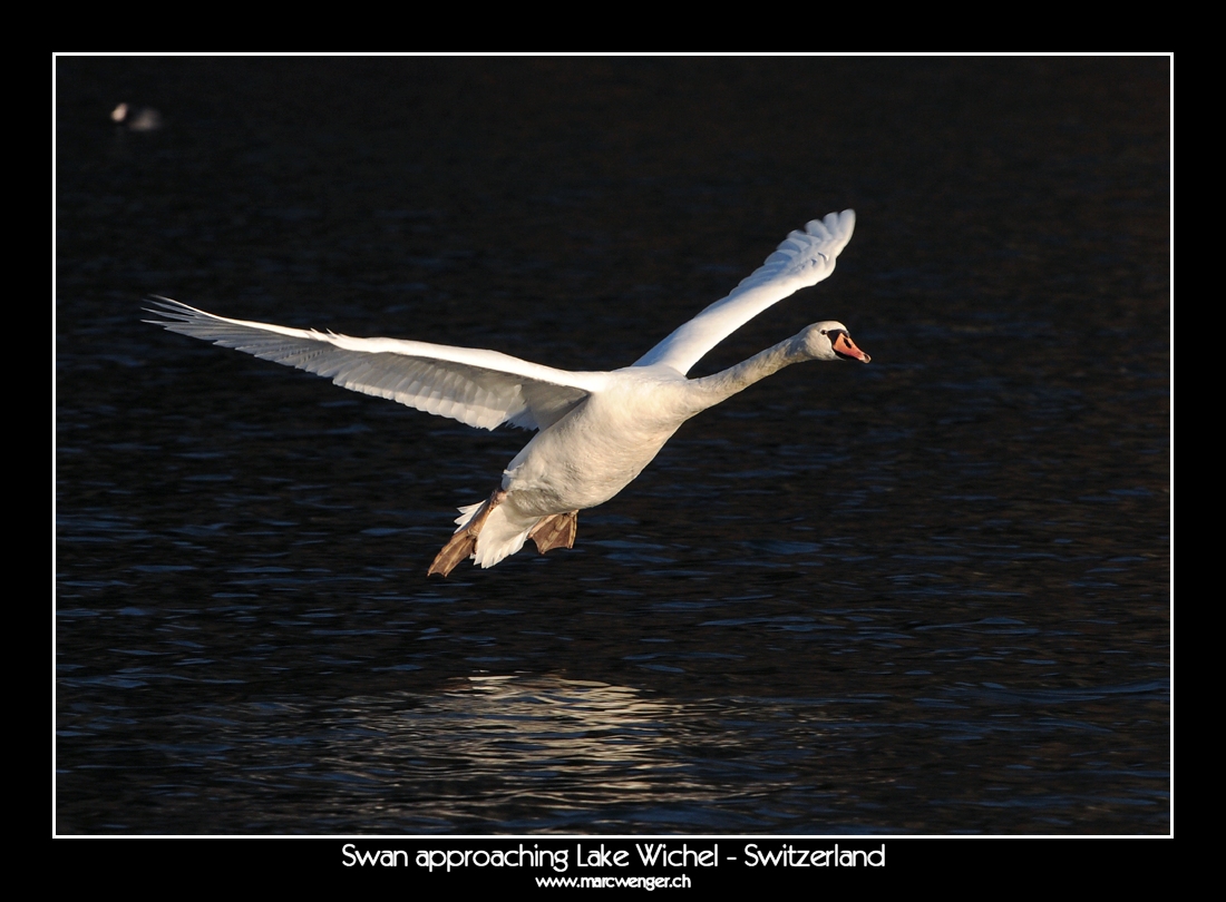 Swan approaching Lake Wichel - Switzerland