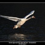 Swan approaching Lake Wichel - Switzerland