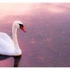 swan at dusk